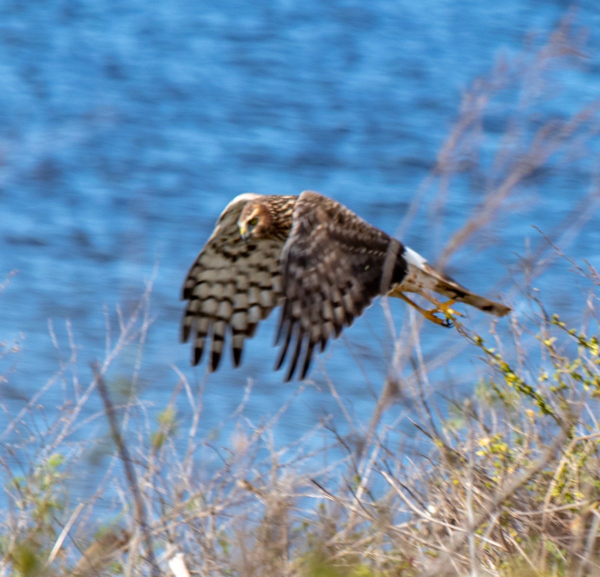 Northern Harrier - ML141940591