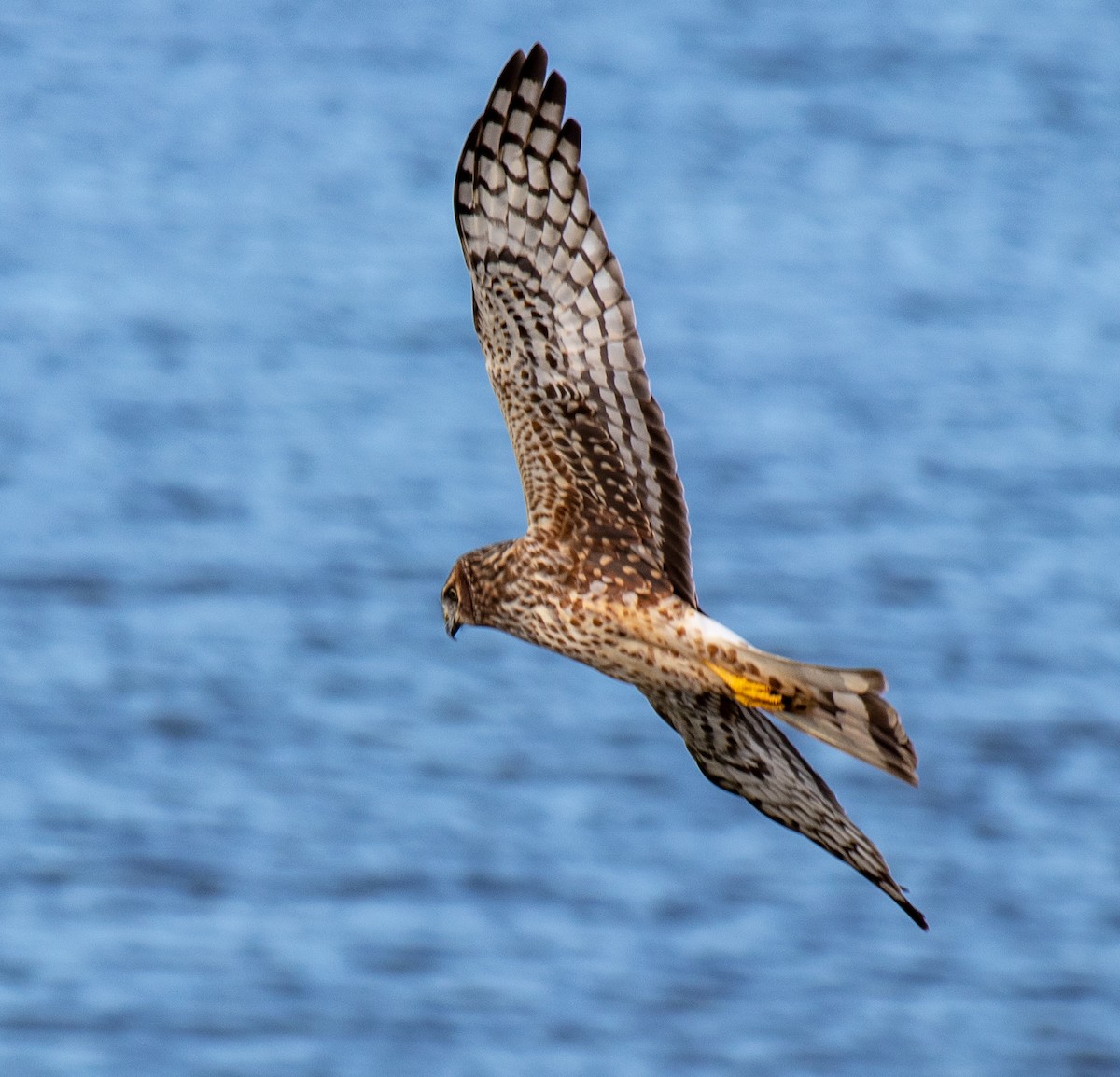 Northern Harrier - ML141940601