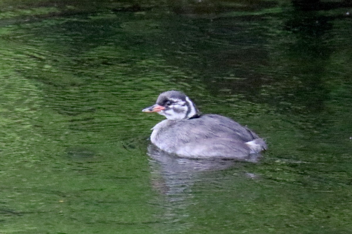 Madagascar Grebe - ML141940741