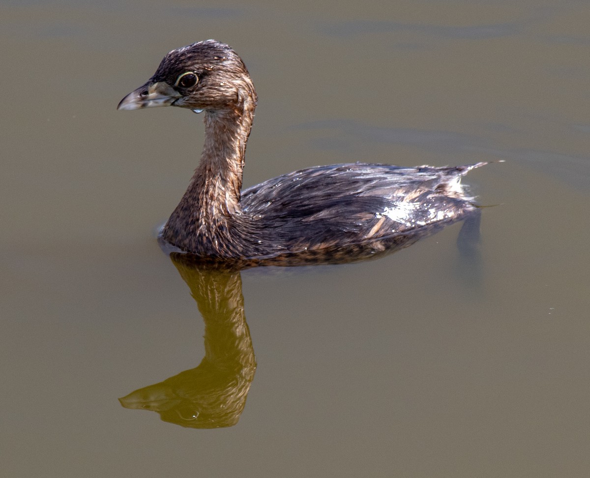 Pied-billed Grebe - ML141940801