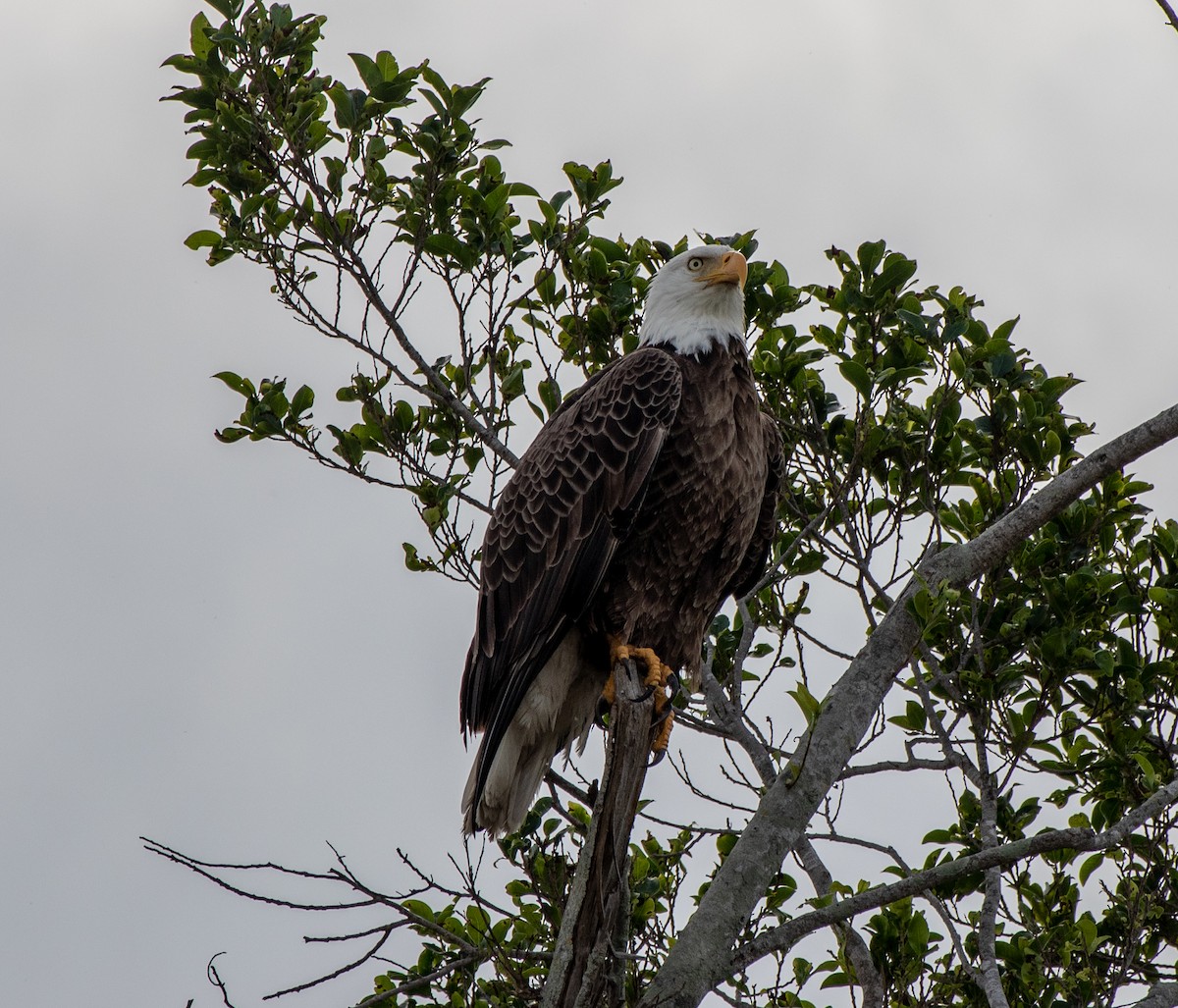 Bald Eagle - ML141941071