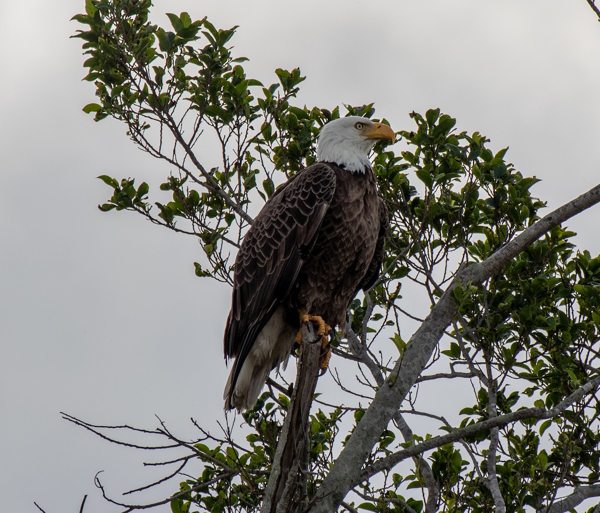 Bald Eagle - ML141941081