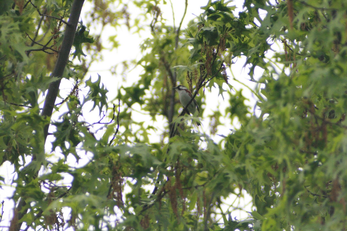 Chestnut-sided Warbler - ML141942071