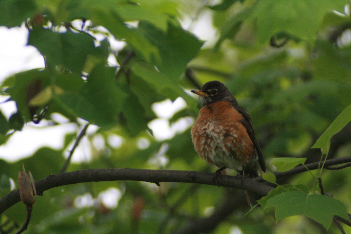 American Robin - ML141942351