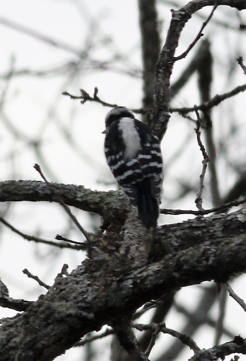 Downy Woodpecker - ML141943031