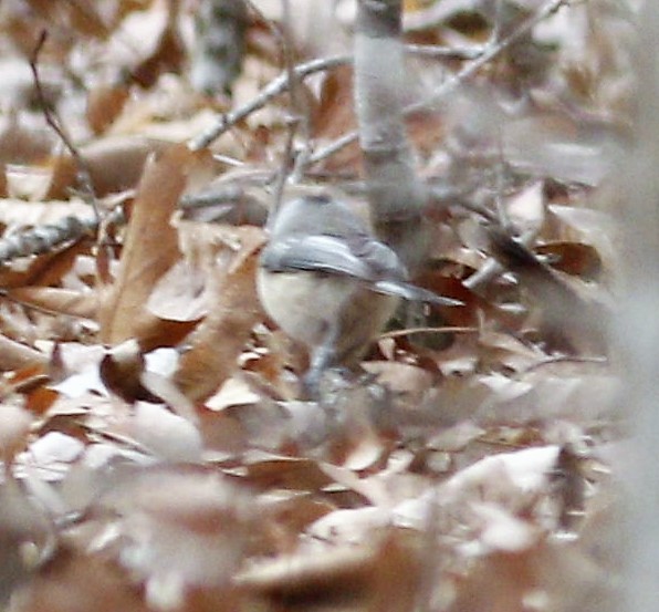 Carolina Chickadee - ML141943101