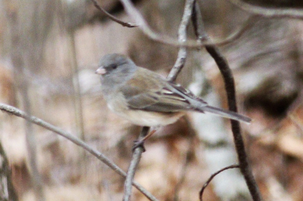 Junco Ojioscuro (hyemalis/carolinensis) - ML141943321