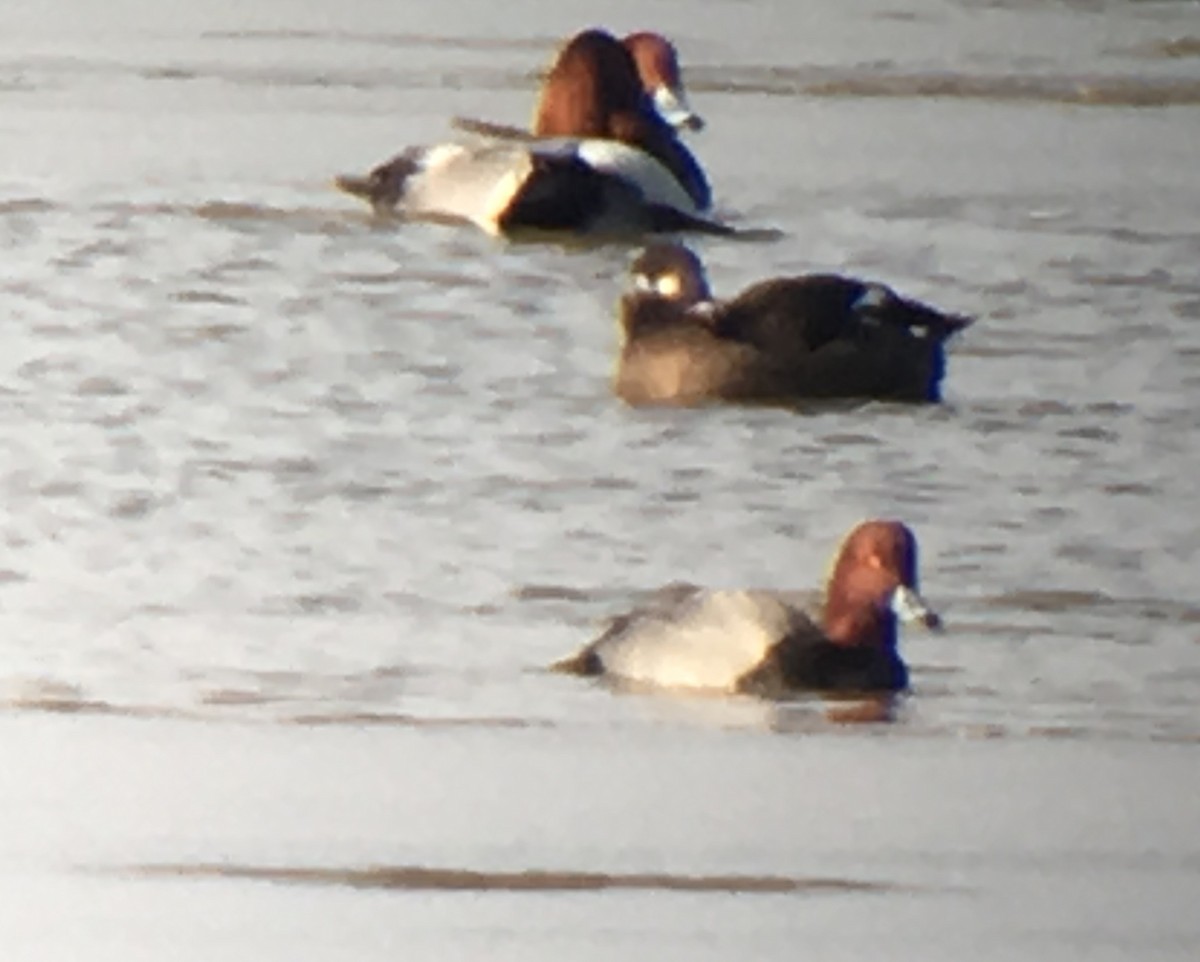 White-winged Scoter - ML141944021