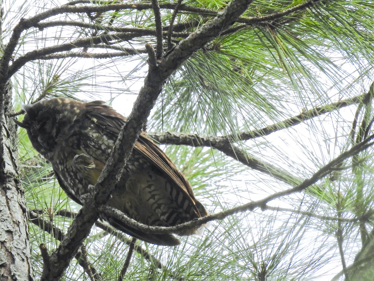 Stygian Owl - Alison Mews