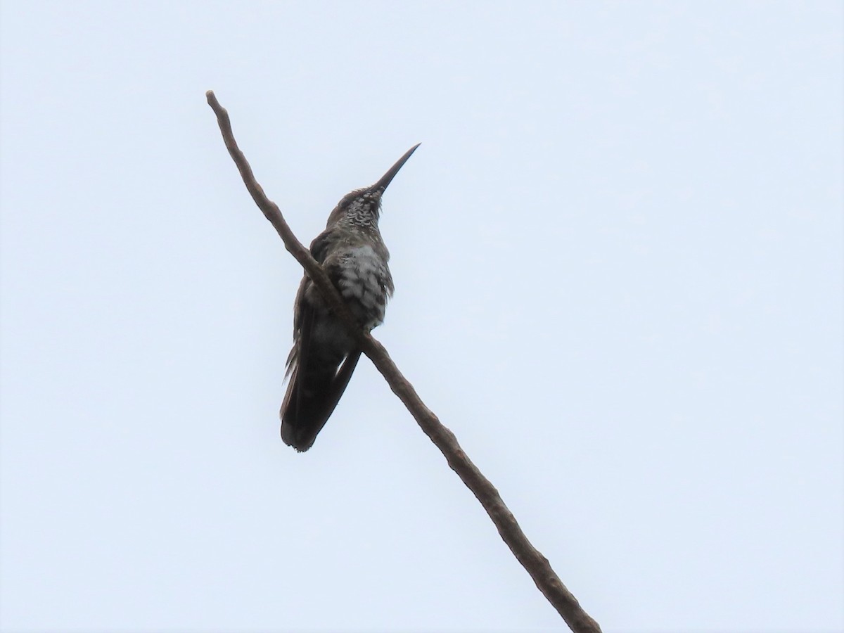 kolibřík bělokrký - ML141947841