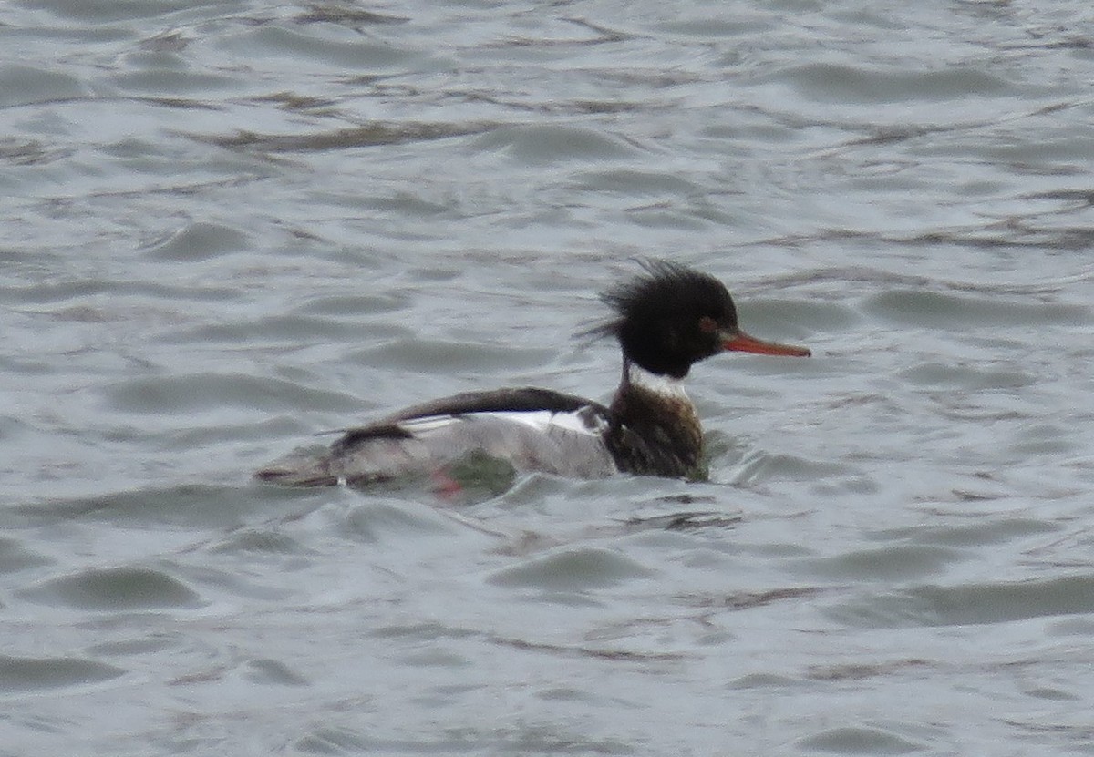 Red-breasted Merganser - ML141948681