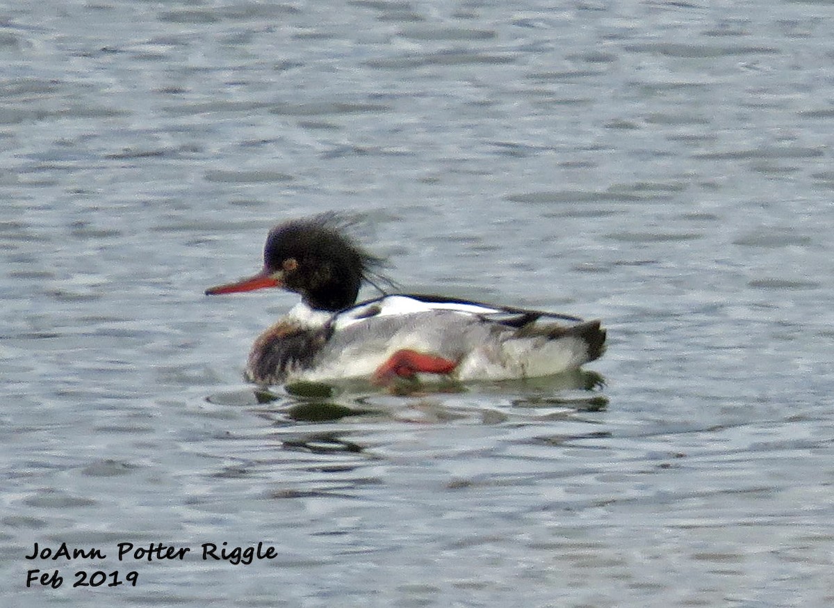 Red-breasted Merganser - ML141948691