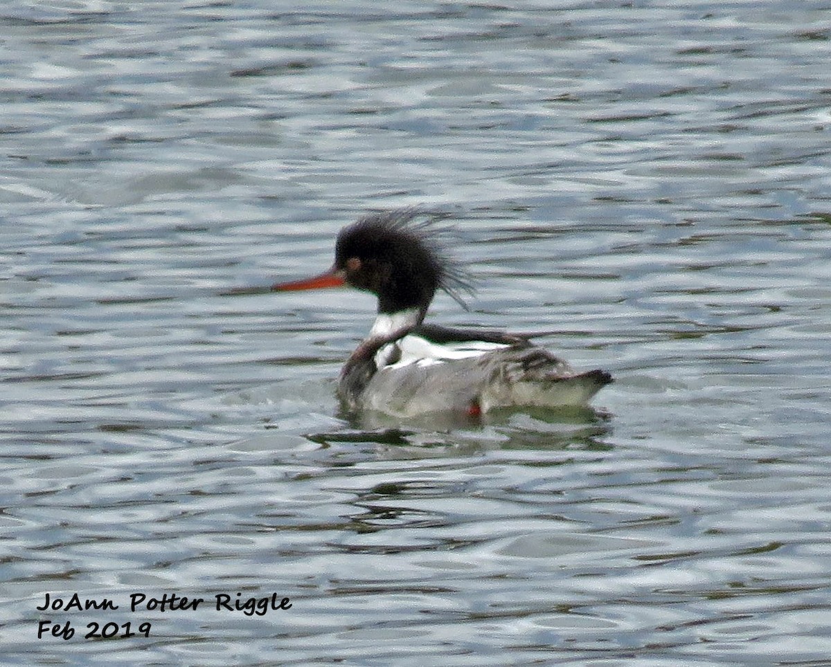 Red-breasted Merganser - ML141948711