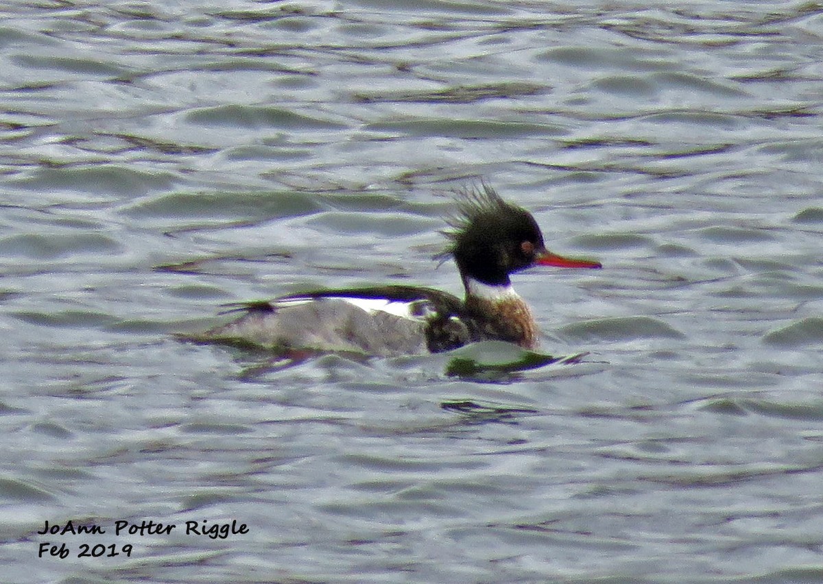 Red-breasted Merganser - ML141948721