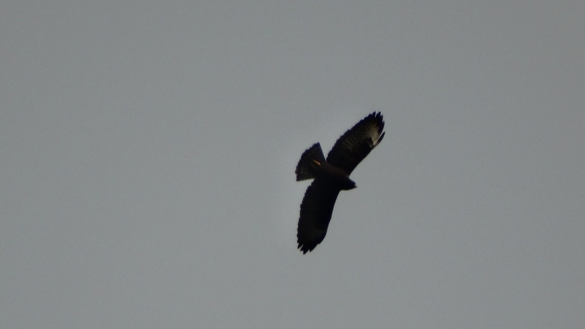 Short-tailed Hawk - ML141948811