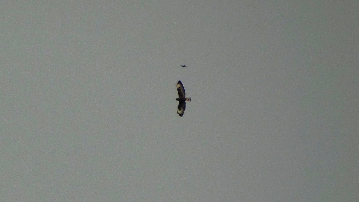 Short-tailed Hawk - ML141948831