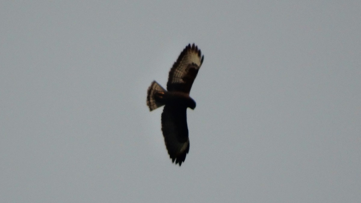 Short-tailed Hawk - Edgardo Orozco Díaz