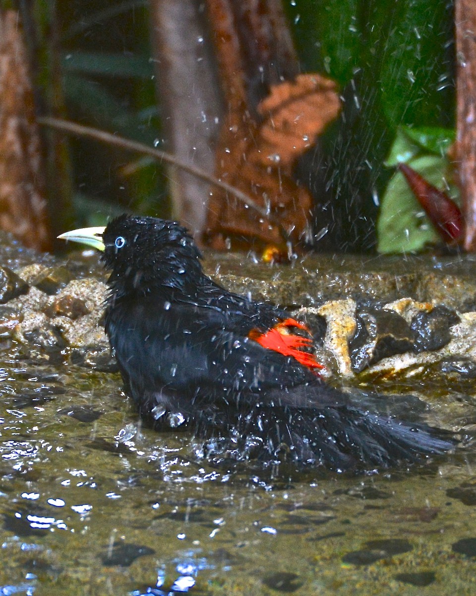 Scarlet-rumped Cacique - ML141949551