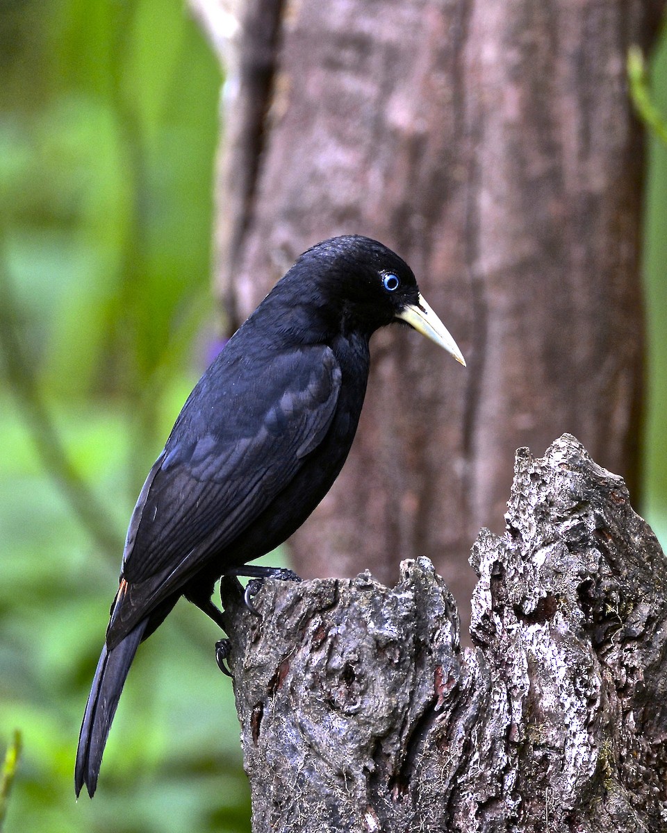 Cacique Lomiescarlata - ML141949561