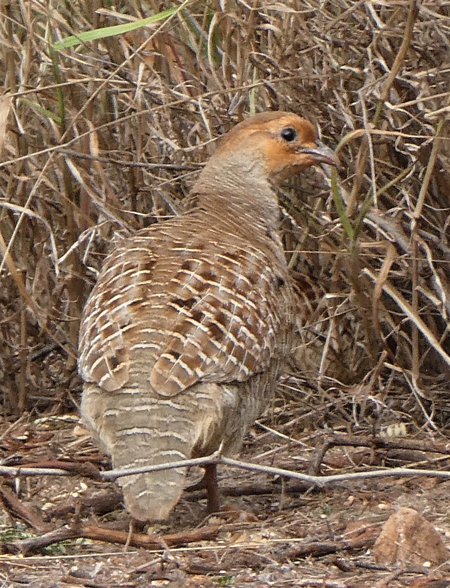 Gray Francolin - ML141950191