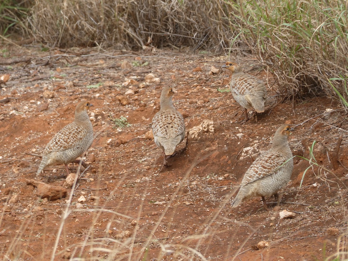 Gray Francolin - ML141950231