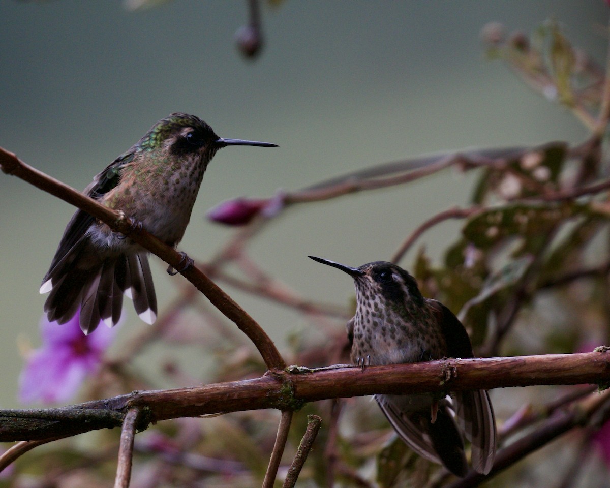 Speckled Hummingbird - ML141951441