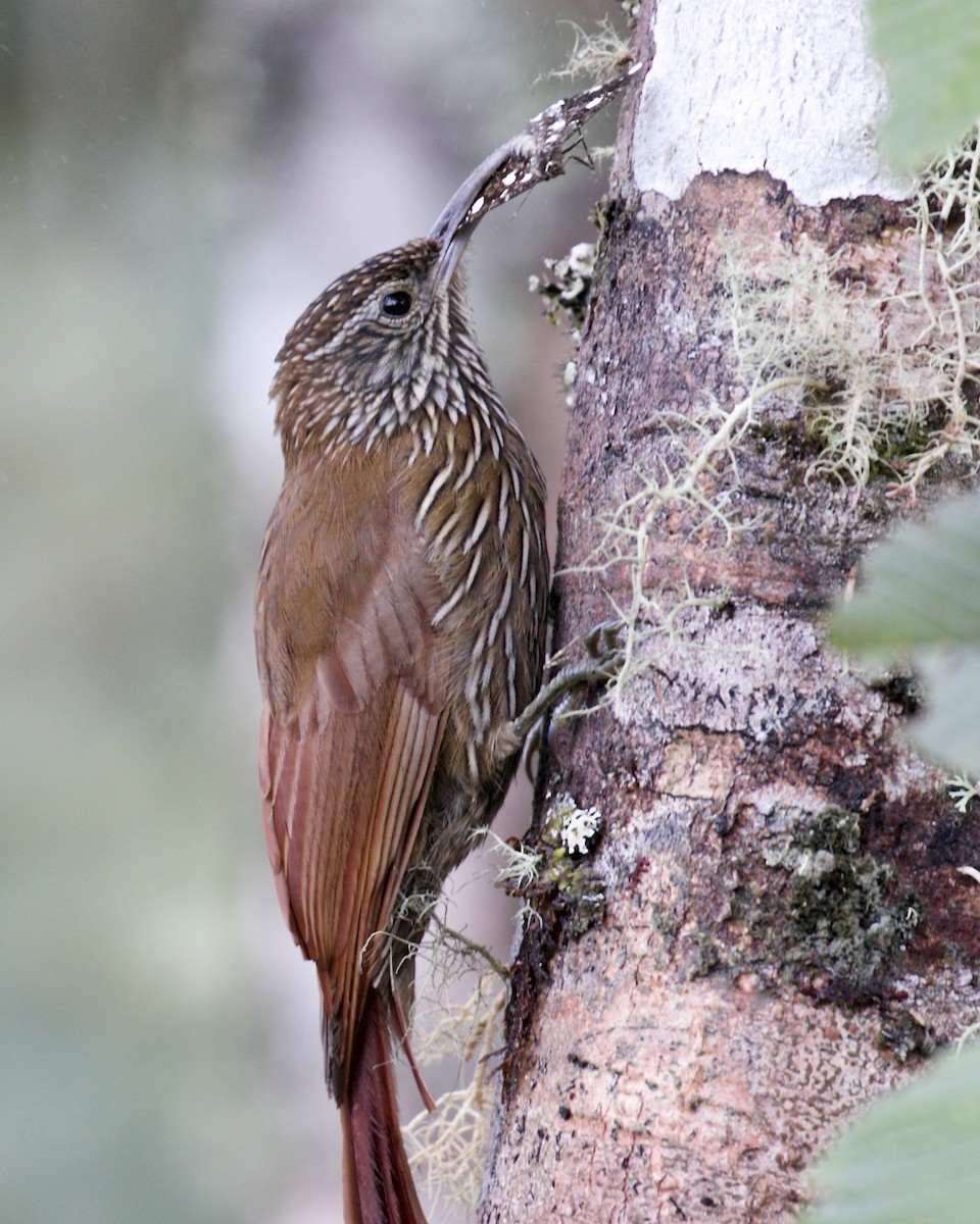 Montane Woodcreeper - ML141951801