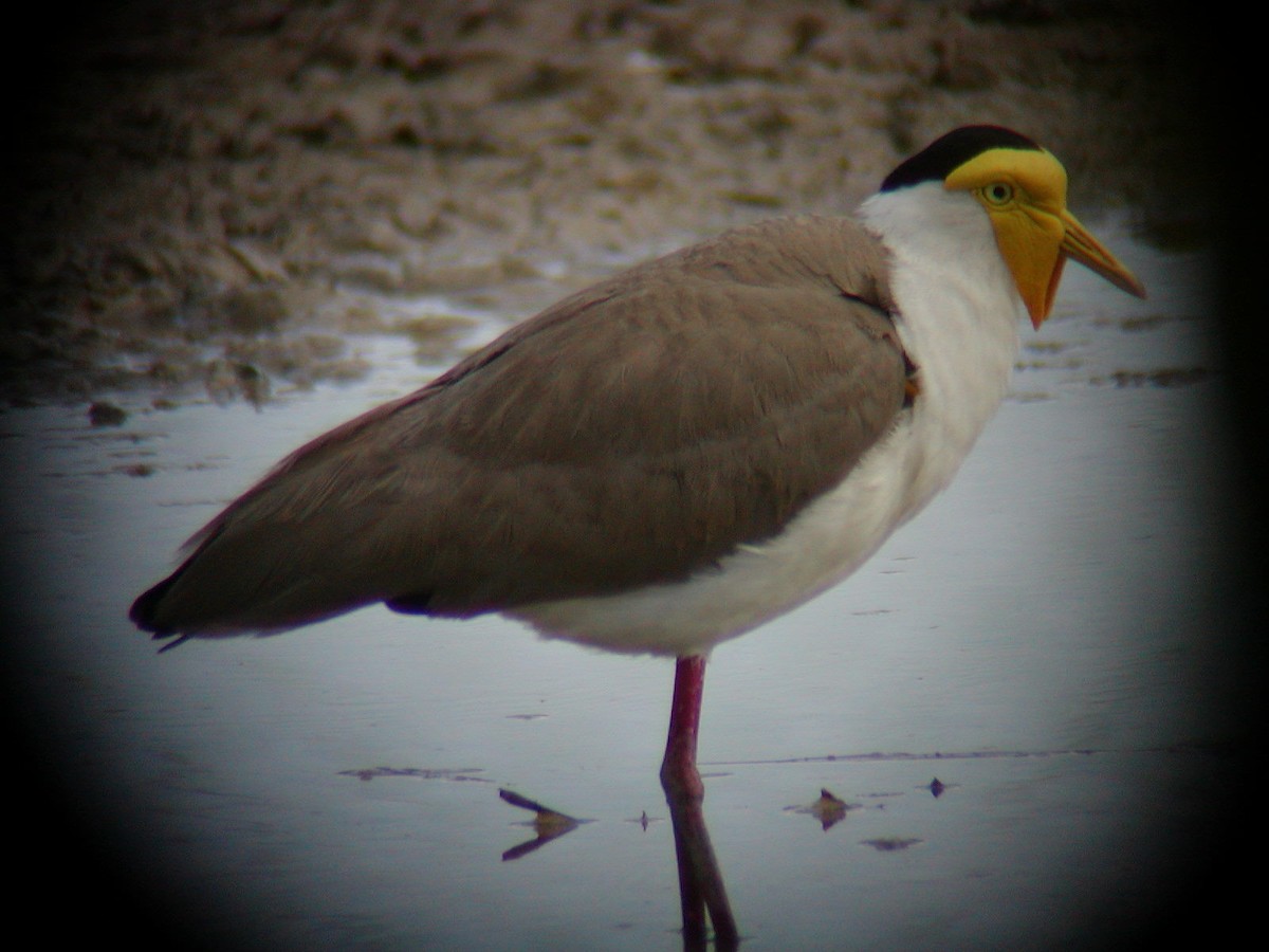 Masked Lapwing - ML141951921