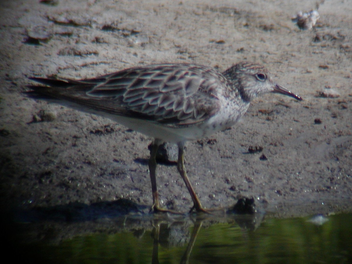 Sharp-tailed Sandpiper - ML141951991