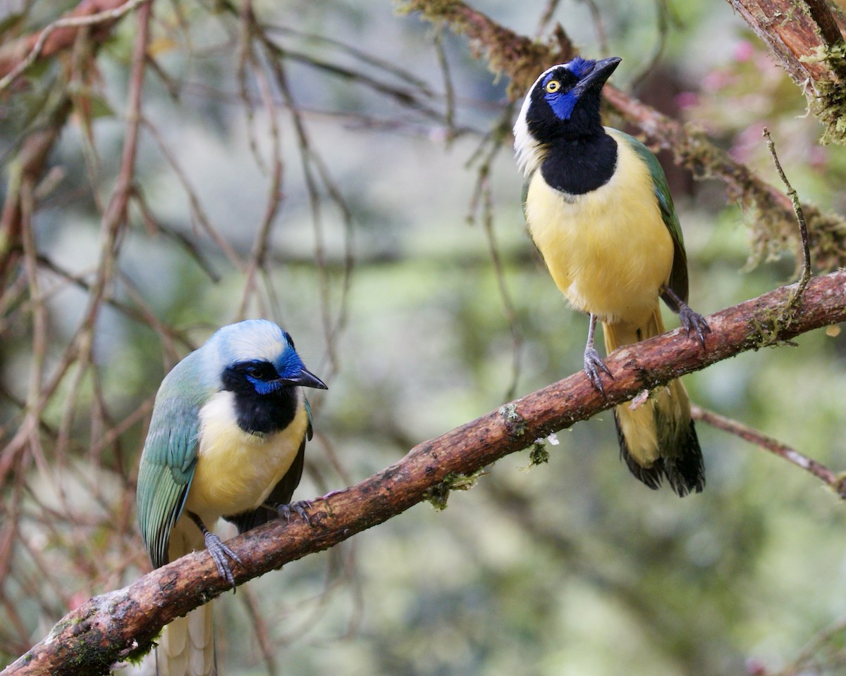 Green Jay (Inca) - ML141952251