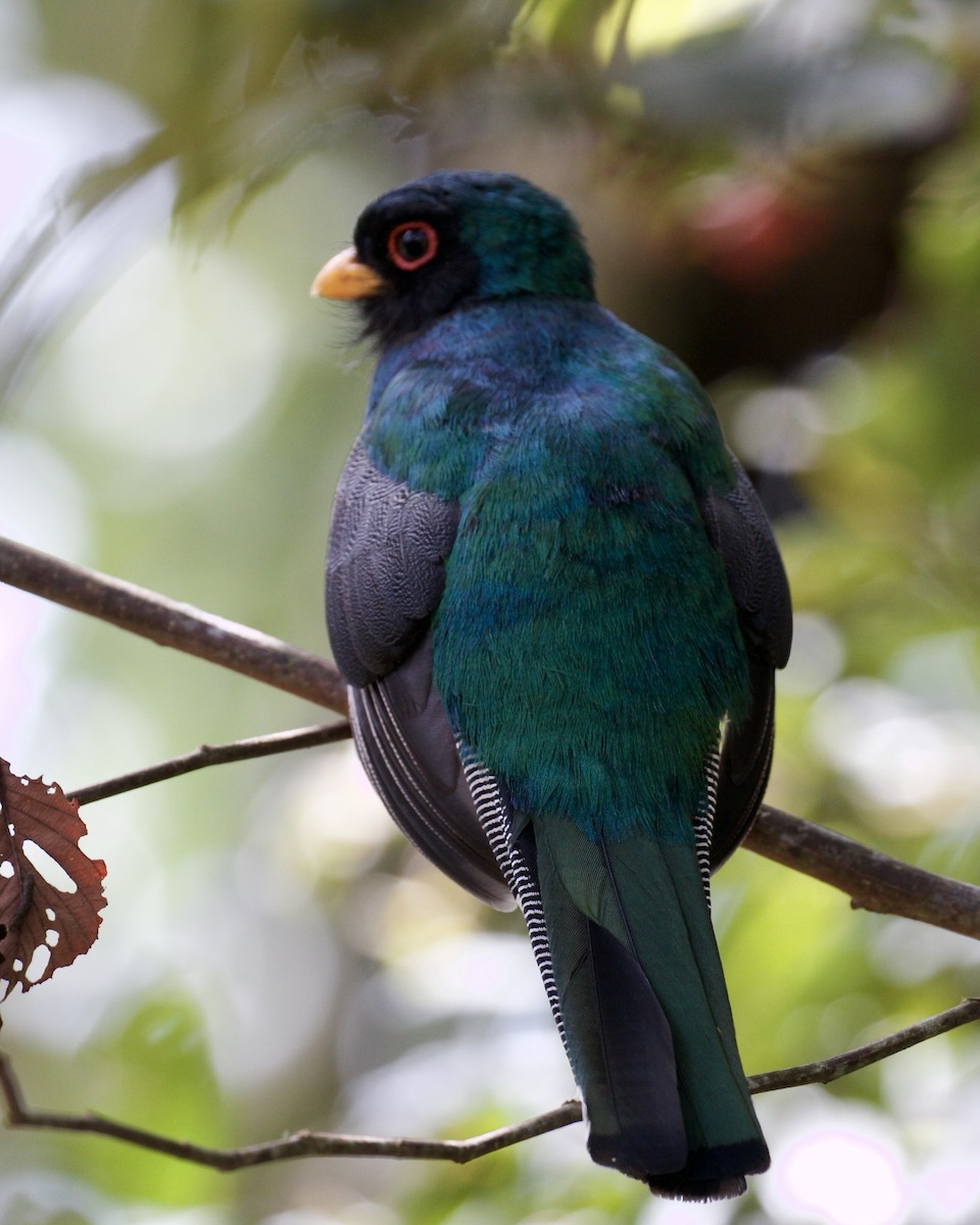 Masked Trogon - ML141952591