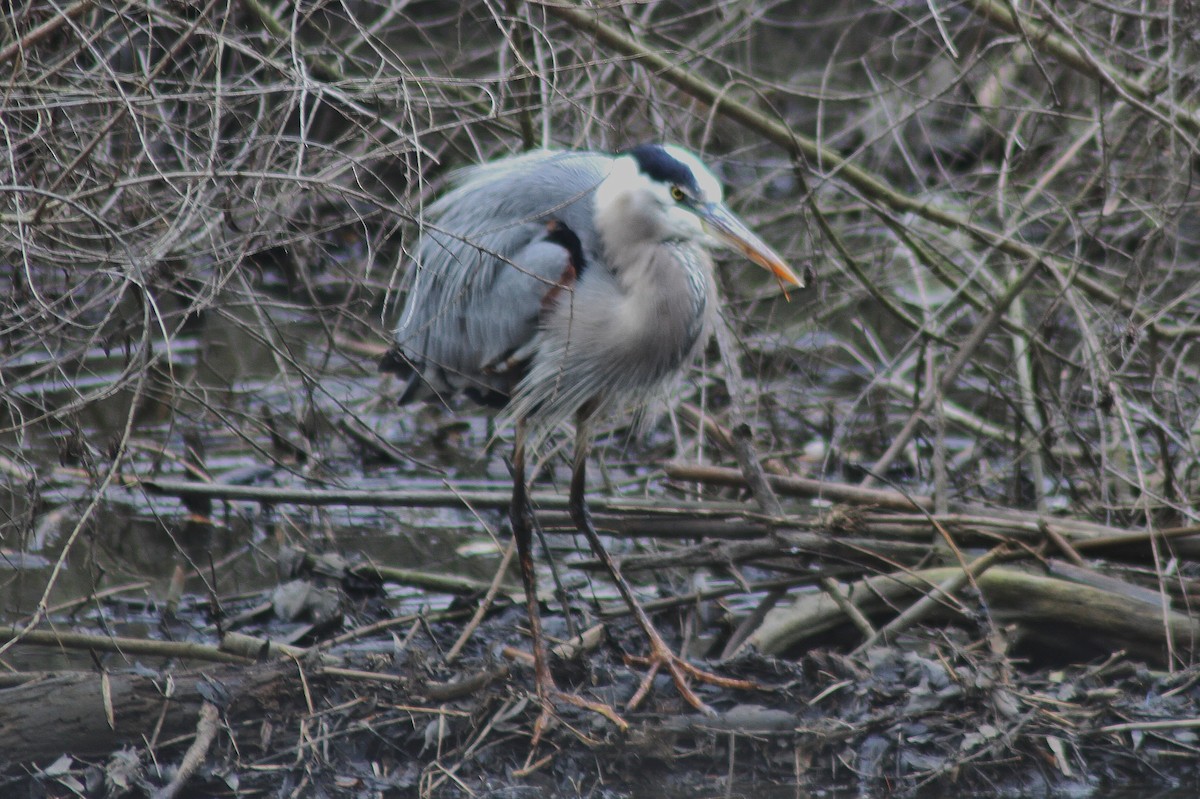 Great Blue Heron - ML141953131