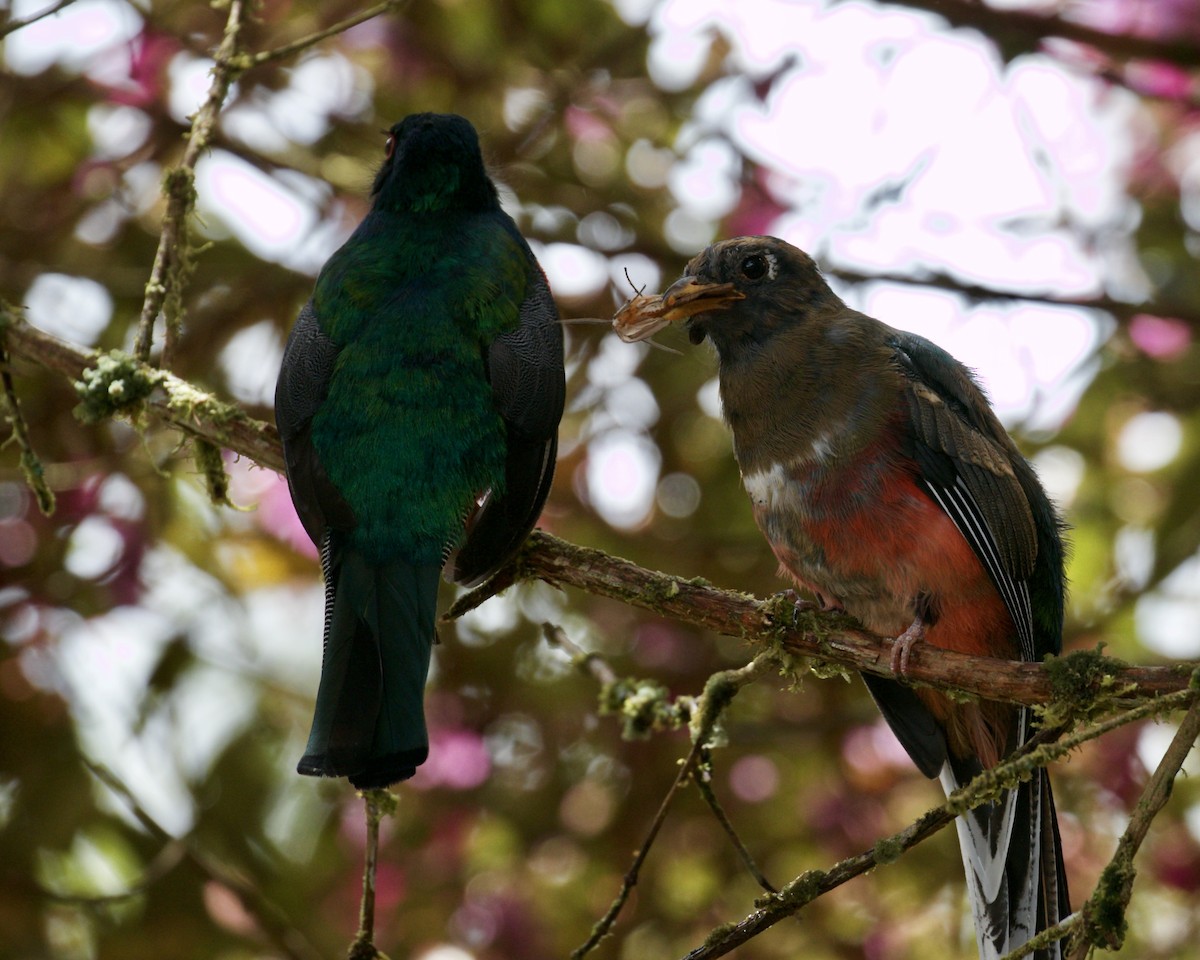 Maskeli Trogon - ML141953581