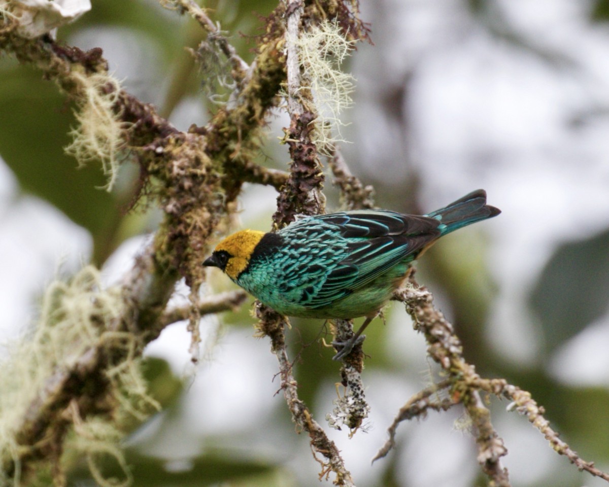 Saffron-crowned Tanager - ML141953981