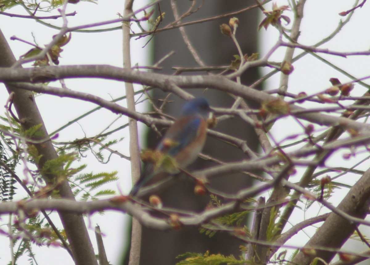 Western Bluebird - Mark Hays