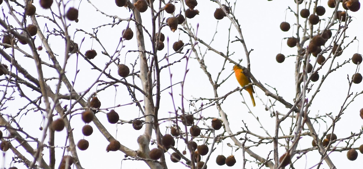 Baltimore Oriole - ML141954251