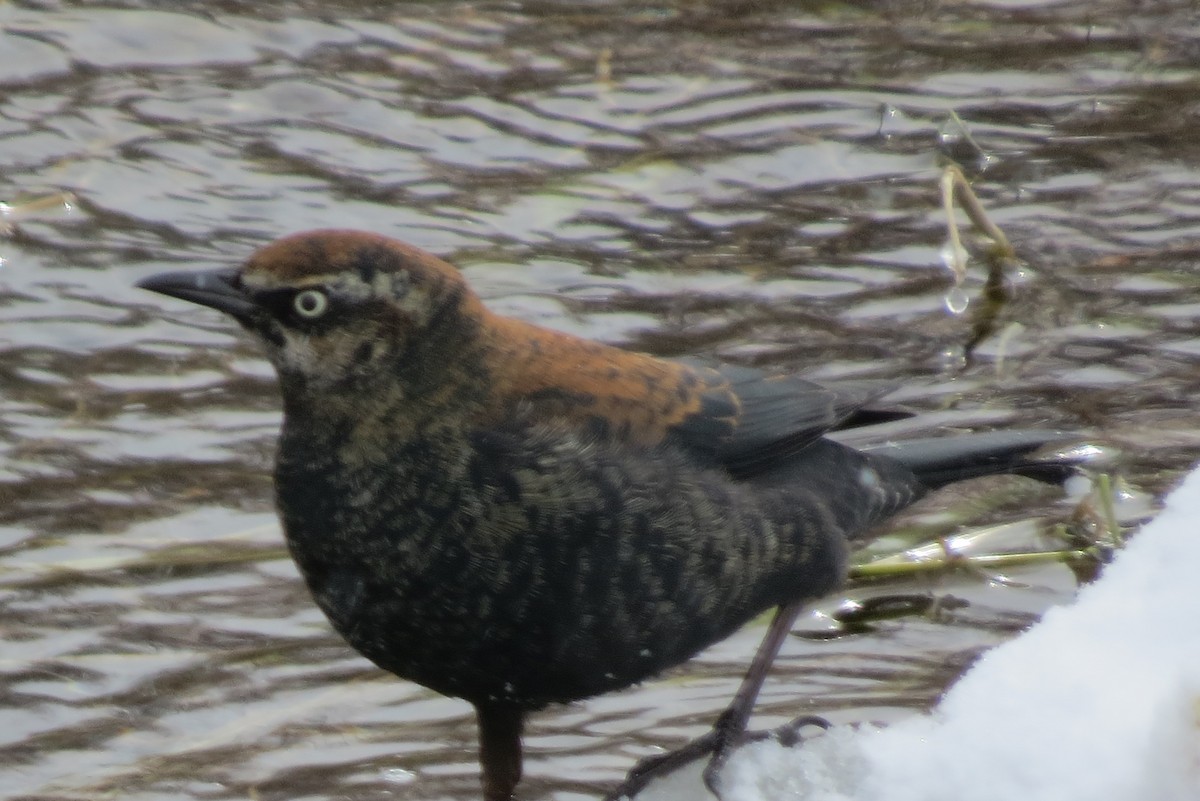 Rusty Blackbird - ML141954781