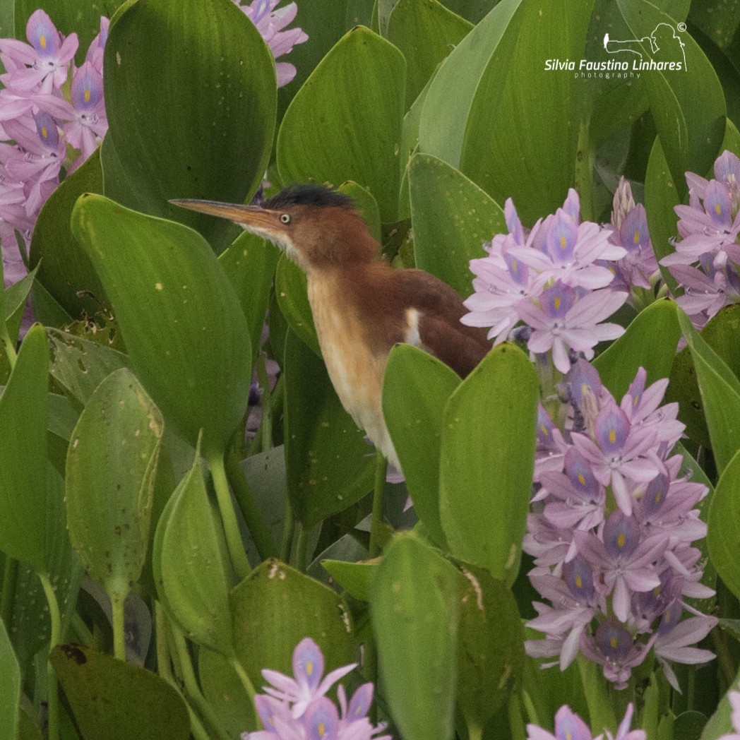 Least Bittern - Silvia Faustino Linhares