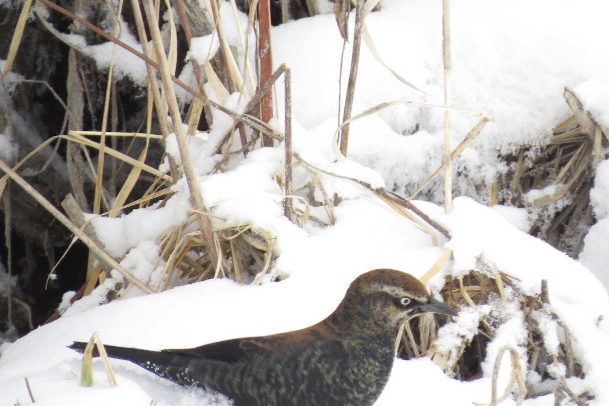 Rusty Blackbird - ML141954911