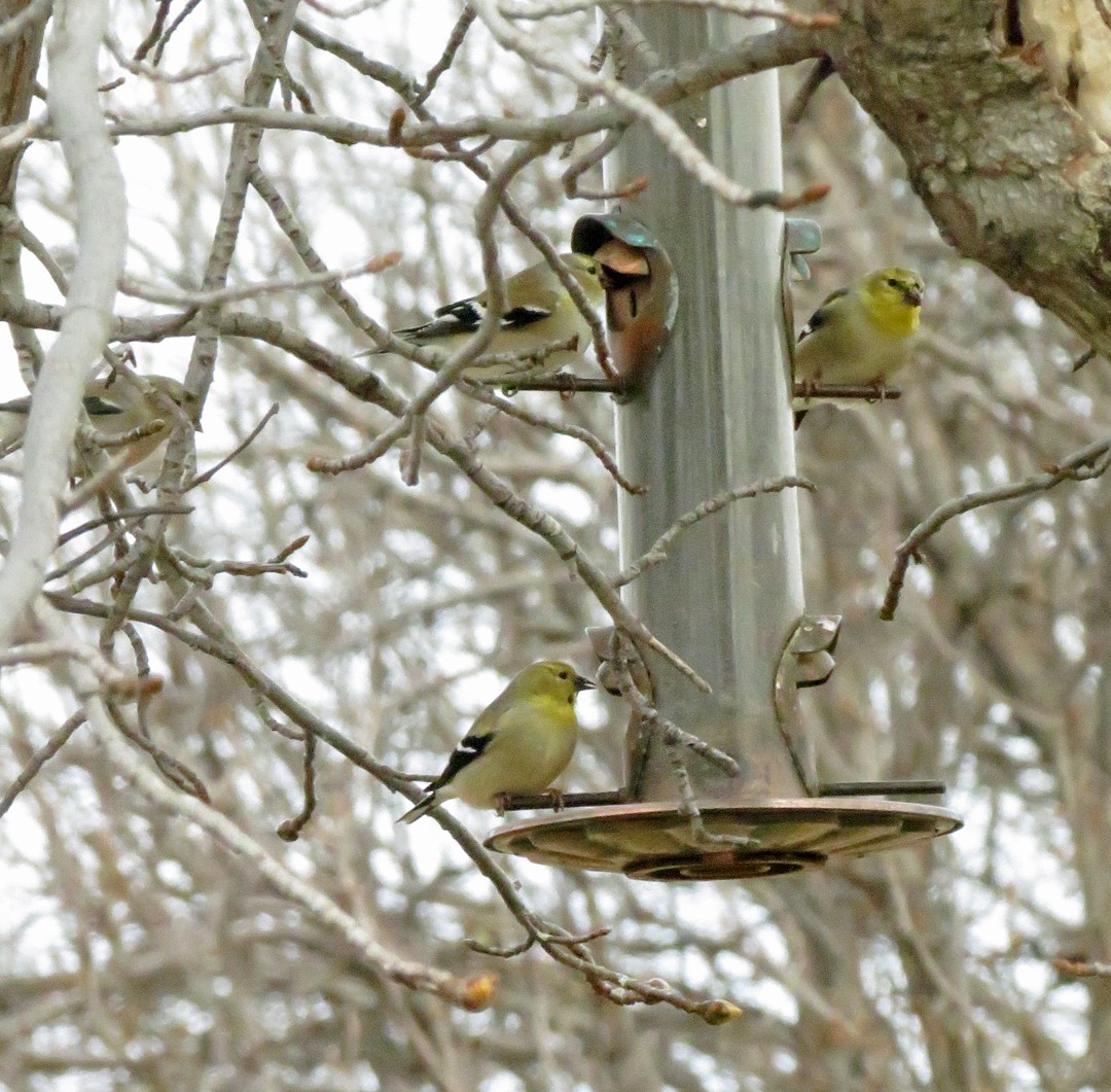 American Goldfinch - ML141955121