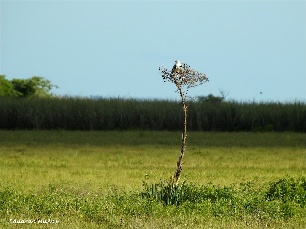 White-tailed Kite - ML141955621