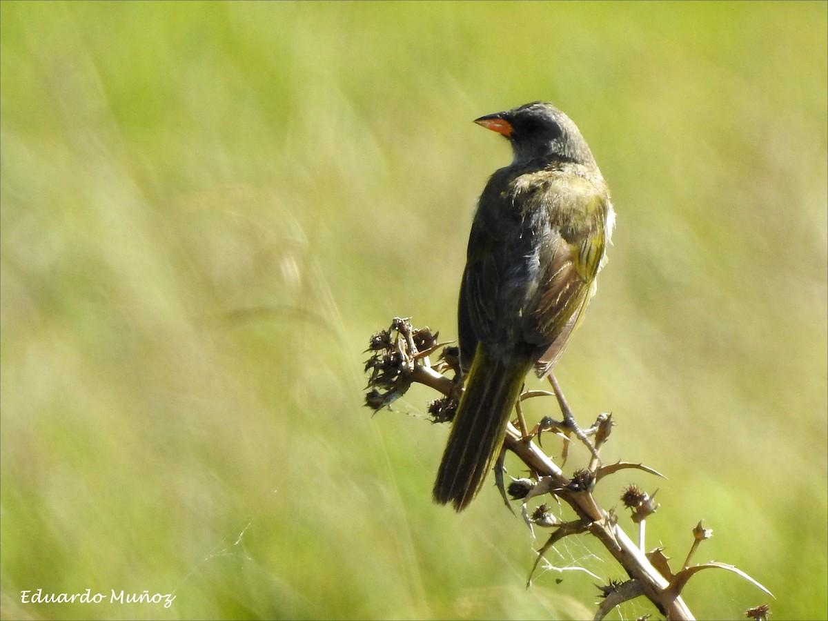 Great Pampa-Finch - ML141955831