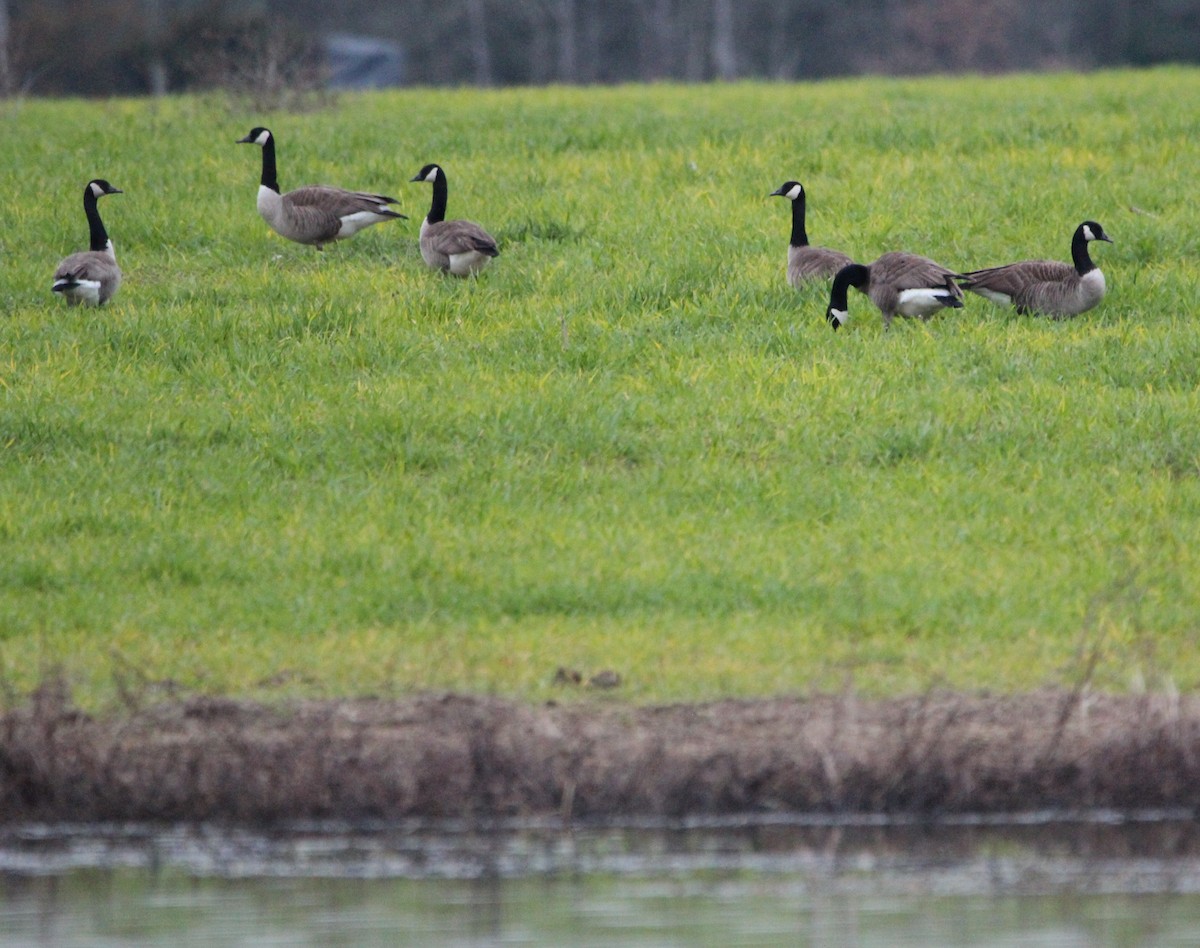 Canada Goose - ML141956081