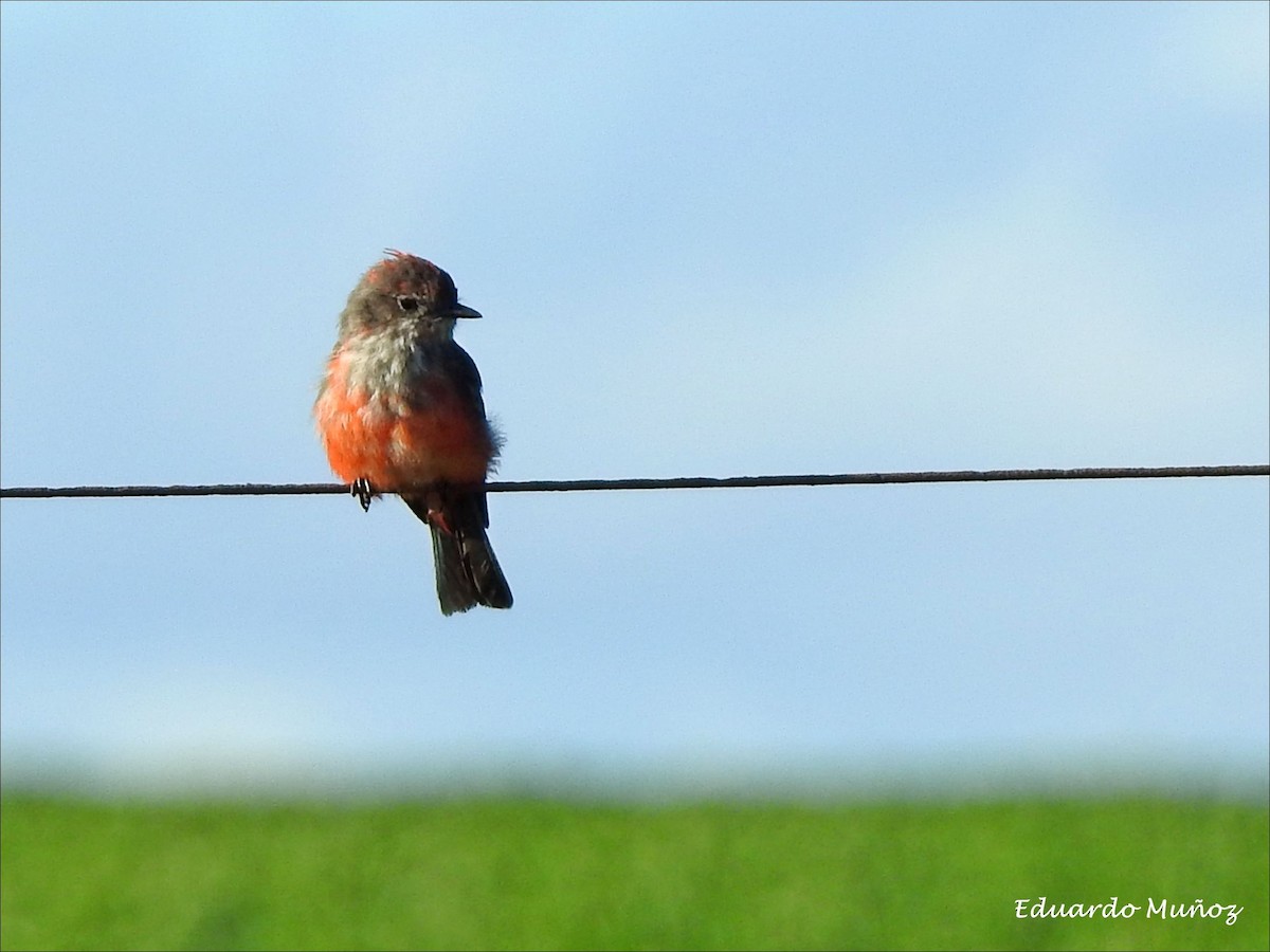 Vermilion Flycatcher - ML141956121