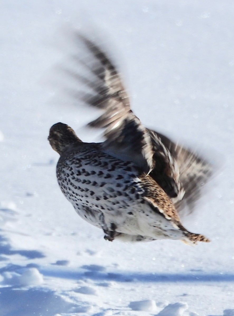 Sharp-tailed Grouse - Bob Foehring