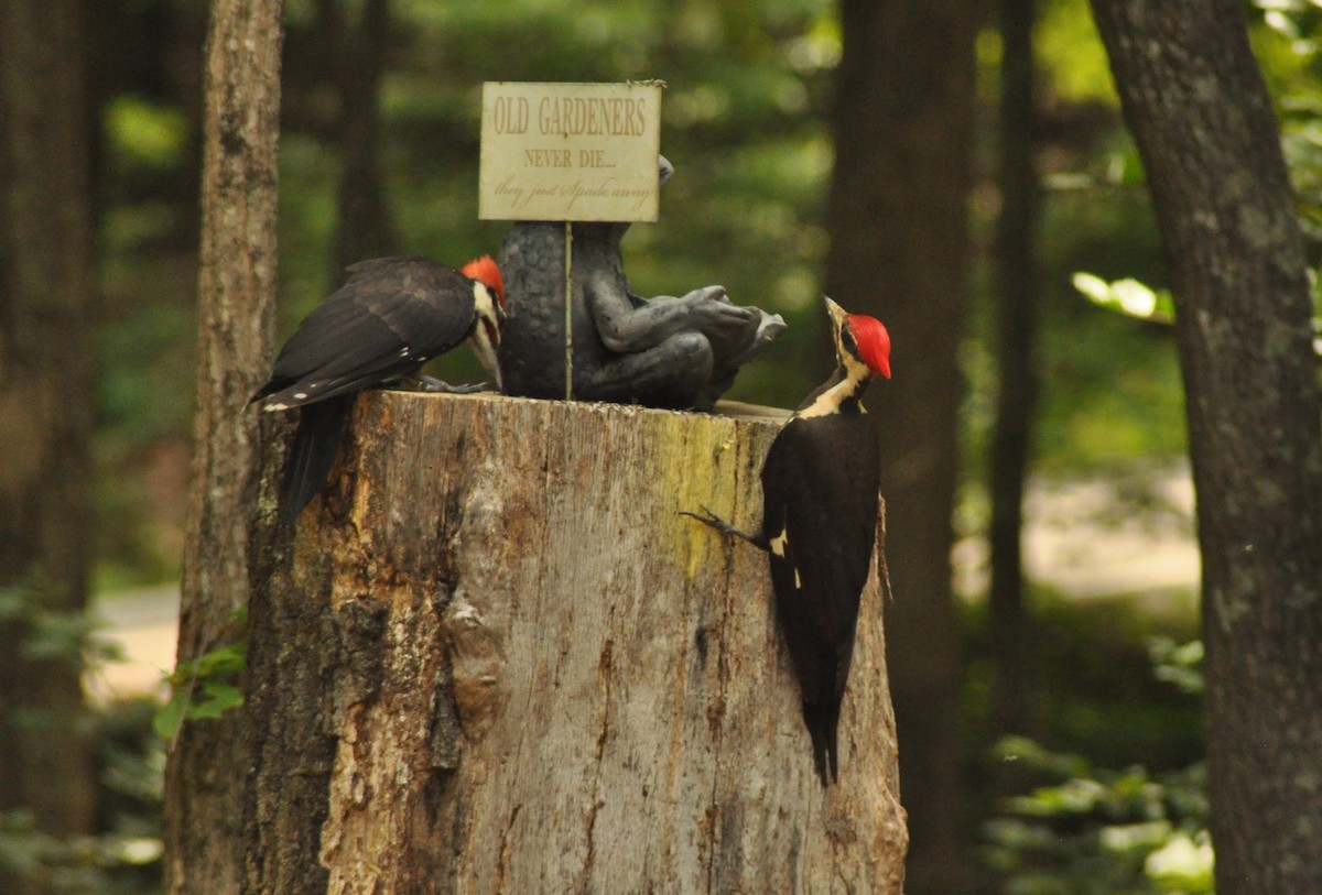 Pileated Woodpecker - ML141956711