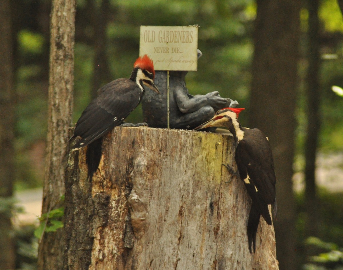 Pileated Woodpecker - ML141956781