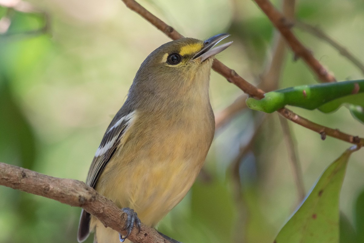 Thick-billed Vireo - Oliver Burrus