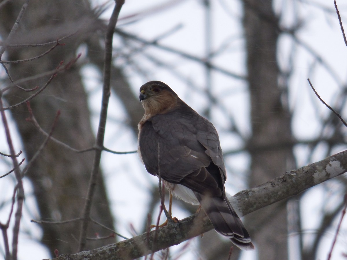 Sharp-shinned Hawk - ML141958141