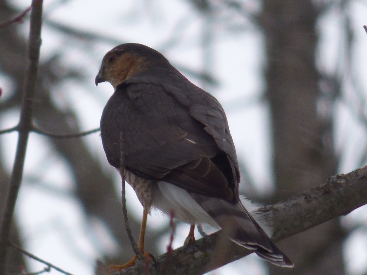 Sharp-shinned Hawk - ML141958151